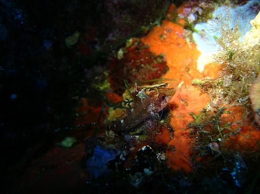 Poisson Trypterigion jaune femelle.JPG